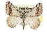  ( - CCDB-20800-A04)  @15 [ ] CreativeCommons - Attribution (2012) CBG Photography Group Centre for Biodiversity Genomics