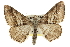  ( - CCDB-20800-A12)  @13 [ ] CreativeCommons - Attribution (2012) CBG Photography Group Centre for Biodiversity Genomics