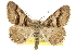  ( - CCDB-20800-B02)  @14 [ ] CreativeCommons - Attribution (2012) CBG Photography Group Centre for Biodiversity Genomics