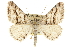 ( - CCDB-20800-B08)  @14 [ ] CreativeCommons - Attribution (2012) CBG Photography Group Centre for Biodiversity Genomics