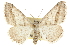  ( - CCDB-20800-B10)  @14 [ ] CreativeCommons - Attribution (2012) CBG Photography Group Centre for Biodiversity Genomics