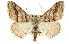 ( - CCDB-20800-C02)  @13 [ ] CreativeCommons - Attribution (2012) CBG Photography Group Centre for Biodiversity Genomics