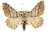  ( - CCDB-20800-C03)  @13 [ ] CreativeCommons - Attribution (2012) CBG Photography Group Centre for Biodiversity Genomics