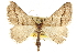  ( - CCDB-20800-C04)  @13 [ ] CreativeCommons - Attribution (2012) CBG Photography Group Centre for Biodiversity Genomics