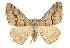  ( - CCDB-20800-C11)  @13 [ ] CreativeCommons - Attribution (2012) CBG Photography Group Centre for Biodiversity Genomics