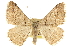  ( - CCDB-20800-D01)  @11 [ ] CreativeCommons - Attribution (2012) CBG Photography Group Centre for Biodiversity Genomics