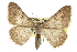  ( - CCDB-20800-H07)  @11 [ ] CreativeCommons - Attribution (2012) CBG Photography Group Centre for Biodiversity Genomics