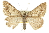  ( - CCDB-20800-H08)  @14 [ ] CreativeCommons - Attribution (2012) CBG Photography Group Centre for Biodiversity Genomics