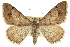  ( - CCDB-20800-H10)  @15 [ ] CreativeCommons - Attribution (2012) CBG Photography Group Centre for Biodiversity Genomics
