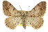  ( - CCDB-20800-H11)  @15 [ ] CreativeCommons - Attribution (2012) CBG Photography Group Centre for Biodiversity Genomics