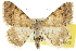  ( - CCDB-20284-F10)  @15 [ ] CreativeCommons - Attribution (2013) CBG Photography Group Centre for Biodiversity Genomics