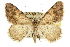  ( - CCDB-20284-F12)  @15 [ ] CreativeCommons - Attribution (2013) CBG Photography Group Centre for Biodiversity Genomics