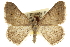  ( - CCDB-20284-G01)  @14 [ ] CreativeCommons - Attribution (2013) CBG Photography Group Centre for Biodiversity Genomics