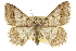  ( - CCDB-20284-G02)  @15 [ ] CreativeCommons - Attribution (2013) CBG Photography Group Centre for Biodiversity Genomics