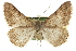  ( - CCDB-20284-G06)  @11 [ ] CreativeCommons - Attribution (2013) CBG Photography Group Centre for Biodiversity Genomics