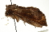  ( - CCDB-20286-B12)  @12 [ ] CreativeCommons - Attribution (2013) CBG Photography Group Centre for Biodiversity Genomics