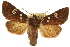  ( - CCDB-20286-C08)  @11 [ ] CreativeCommons - Attribution (2013) CBG Photography Group Centre for Biodiversity Genomics