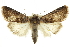  ( - CCDB-20286-F11)  @14 [ ] CreativeCommons - Attribution (2013) CBG Photography Group Centre for Biodiversity Genomics
