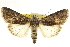  ( - CCDB-20286-G01)  @14 [ ] CreativeCommons - Attribution (2013) CBG Photography Group Centre for Biodiversity Genomics