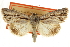  ( - CCDB-20286-G05)  @11 [ ] CreativeCommons - Attribution (2013) CBG Photography Group Centre for Biodiversity Genomics