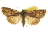  ( - CCDB-20286-G06)  @11 [ ] CreativeCommons - Attribution (2013) CBG Photography Group Centre for Biodiversity Genomics