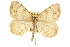  (Speranza abruptata - CCDB-20283-A01)  @14 [ ] CreativeCommons - Attribution (2013) CBG Photography Group Centre for Biodiversity Genomics