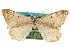  ( - CCDB-20283-A09)  @13 [ ] CreativeCommons - Attribution (2013) CBG Photography Group Centre for Biodiversity Genomics