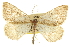  (Speranza confederata - CCDB-20283-B06)  @15 [ ] CreativeCommons - Attribution (2013) CBG Photography Group Centre for Biodiversity Genomics