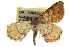  ( - CCDB-20283-B07)  @11 [ ] CreativeCommons - Attribution (2013) CBG Photography Group Centre for Biodiversity Genomics