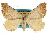  (Speranza hesperata - CCDB-20283-C08)  @15 [ ] CreativeCommons - Attribution (2013) CBG Photography Group Centre for Biodiversity Genomics