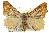  (Speranza prunosata - CCDB-20283-D01)  @15 [ ] CreativeCommons - Attribution (2013) CBG Photography Group Centre for Biodiversity Genomics