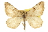  (Speranza wauaria - CCDB-20283-D03)  @11 [ ] CreativeCommons - Attribution (2013) CBG Photography Group Centre for Biodiversity Genomics