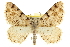  (Speranza denticulodes - CCDB-20283-D07)  @15 [ ] CreativeCommons - Attribution (2013) CBG Photography Group Centre for Biodiversity Genomics