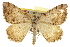 ( - CCDB-20283-D10)  @14 [ ] CreativeCommons - Attribution (2013) CBG Photography Group Centre for Biodiversity Genomics
