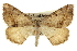  ( - CCDB-20283-D11)  @15 [ ] CreativeCommons - Attribution (2013) CBG Photography Group Centre for Biodiversity Genomics