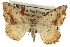  ( - CCDB-20283-E01)  @11 [ ] CreativeCommons - Attribution (2013) CBG Photography Group Centre for Biodiversity Genomics