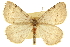  (Speranza evagaria - CCDB-20283-E03)  @11 [ ] CreativeCommons - Attribution (2013) CBG Photography Group Centre for Biodiversity Genomics