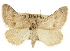  (Speranza simpliciata - CCDB-20283-F02)  @15 [ ] CreativeCommons - Attribution (2013) CBG Photography Group Centre for Biodiversity Genomics