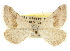 ( - CCDB-20283-F03)  @11 [ ] CreativeCommons - Attribution (2013) CBG Photography Group Centre for Biodiversity Genomics