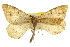  (Speranza flavicaria - CCDB-20283-F08)  @14 [ ] CreativeCommons - Attribution (2013) CBG Photography Group Centre for Biodiversity Genomics