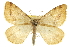  (Speranza helena - CCDB-20283-F11)  @15 [ ] CreativeCommons - Attribution (2013) CBG Photography Group Centre for Biodiversity Genomics