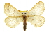  (Speranza ribearia - CCDB-20283-G02)  @15 [ ] CreativeCommons - Attribution (2013) CBG Photography Group Centre for Biodiversity Genomics