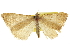  (Speranza trilinearia - CCDB-20283-G04)  @11 [ ] CreativeCommons - Attribution (2013) CBG Photography Group Centre for Biodiversity Genomics