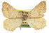  ( - CCDB-20283-G06)  @13 [ ] CreativeCommons - Attribution (2013) CBG Photography Group Centre for Biodiversity Genomics