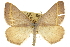 (Speranza guenearia - CCDB-20283-G07)  @15 [ ] CreativeCommons - Attribution (2013) CBG Photography Group Centre for Biodiversity Genomics