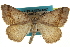  ( - CCDB-20283-G11)  @14 [ ] CreativeCommons - Attribution (2013) CBG Photography Group Centre for Biodiversity Genomics