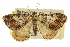  ( - CCDB-20283-H02)  @11 [ ] CreativeCommons - Attribution (2013) CBG Photography Group Centre for Biodiversity Genomics