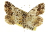  ( - CCDB-20283-H06)  @11 [ ] CreativeCommons - Attribution (2013) CBG Photography Group Centre for Biodiversity Genomics