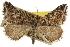  ( - CCDB-20283-H09)  @11 [ ] CreativeCommons - Attribution (2013) CBG Photography Group Centre for Biodiversity Genomics