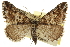  ( - CCDB-20283-H11)  @11 [ ] CreativeCommons - Attribution (2013) CBG Photography Group Centre for Biodiversity Genomics